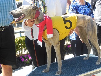 Beaumont is the 2017 18 Waikato Greyhound of the Year NZ